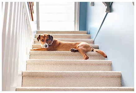 Anti-Slip Stair Carpets Collection