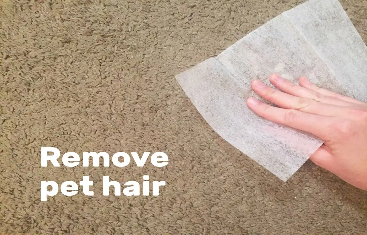 Remove Pet Hair carpet